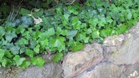 Je veux végétaliser un muret dans mon jardin : les espèces à éviter et celles qui seront idéales pour sublimer votre extérieur