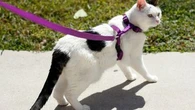 Ces conseils vont vous permettre d'habituer votre chat à la laisse pour des promenades sereines
