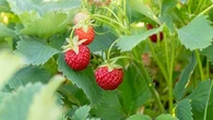 Pourquoi l'automne est le bon moment pour planter vos fraisiers ?