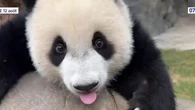 Hong Kong : les bébés panda géant fêtent leur 1er anniversaire, et ont enfin un nom
