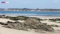 Des vaches retrouvées échouées sur les plages du Finistère : que se passe-t-il sur les côtes bretonnes ?