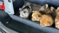 "Il n'y a pas réellement de contrôle" : pourquoi les ventes illégales d'animaux entre particuliers perdurent