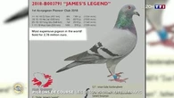Pigeons de course : les dessous d'un juteux trafic