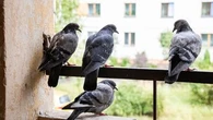 Rats, pigeons, renards… Un propriétaire a-t-il le droit de tuer les animaux "nuisibles" chez lui ?