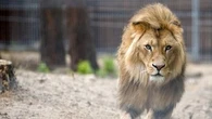 "Il n'a pas crié" : des lions tuent un gardien de zoo en Thaïlande