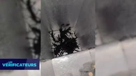 VÉRIF' - "Venom Kin" : on décrypte l'histoire d'un prétendu alien découvert au Panama