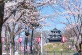 駐車場シェアで渋滞緩和に成功---高田城址公園観桜会