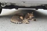 意外ニャ！ 6月に急増、猫のエンジンルーム侵入…要注意