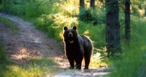 Ha inseguito un escursionista a Molveno: l’orso M91 sarà catturato e munito di radiocollare. Contraria la Lav