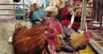 Allerta per influenza aviaria, primo caso umano da nuovo ceppo H10N3 in Cina. In Russia diversi focolai di H5N8