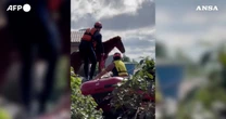 Alluvione in Brasile, cavallo bloccato sul tetto di una casa a Canoas: le immagini del salvataggio