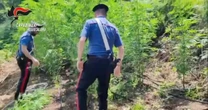 Reggio Calabria, scoperta maxi coltivazione di marijuana con 2700 piante: arrestato 21enne sorpreso a controllare lo stato delle piante