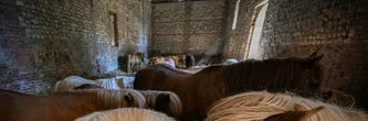D'âne du pauvre à compagnon des enfants, comment le poney a "sauvé l'équitation"