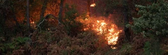 Incendies dans le sud de la France : le risque de départ de feux s'intensifie dans ces départements