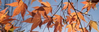 Des gelées précoces et même de la neige... La météo d'octobre à Noël se précise, attention aux gouttes froides