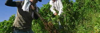 Payer l'arrachage des plants de coca: le pari de la Colombie contre le narcotrafic