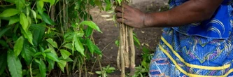 L'iboga, plante sacrée au Gabon et remède ancestral convoité