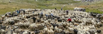 En Turquie, les bergers kurdes retrouvent leurs alpages avec la paix