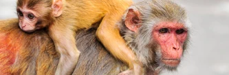 Un singe parfaitement cloné dans un labo chinois : la question du clonage humain est de retour
