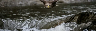Quasi-oublié, le plus grand aigle d'Europe lutte pour sa survie