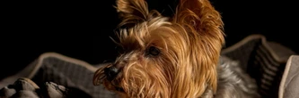 Somme. "Rien ne peut le consoler..." Ce qui est arrivé à ce petit chien de 14 ans émeut les bénévoles d'un refuge