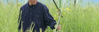 "Repartir de zéro": à Fukushima, des kiwis comme symbole de renouveau