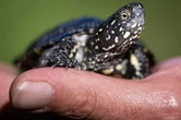Aux abords du Rhin, la délicate réintroduction de tortues d'eau