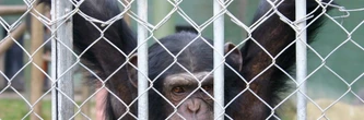 Cette nouvelle pratique des visiteurs se répand dans les zoos, elle nuit pourtant beaucoup aux animaux