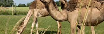 Au pays du maroilles, un éleveur parie sur le lait de chamelle