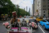 La menace plane à nouveau sur les calèches de Central Park