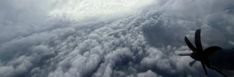 Les oiseaux "tombent du ciel" : l'ouragan Mélissa est devenu un piège mortel pour des milliers de volatiles