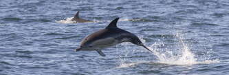 Le nombre de dauphins tués par la pêche française est insensé, et nécessite une mesure radicale