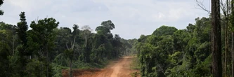 Guyana: une route au milieu de nulle part pour développer le pays