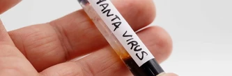 Hantavirus en France : les cas contacts ont-ils été contagieux ? Des risques limités, mais très surveillés