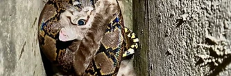 Il sauve un chat des griffes d'un python, les images sont spectaculaires