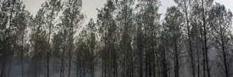 Incendies en Gironde: la chaleur menace après une cinquième nuit de lutte