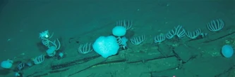 Au fond de l'océan Indien, un stupéfiant cimetière de baleines