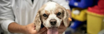 Chimios ou radiothérapies... chiens et chats soignés, eux aussi, contre le cancer