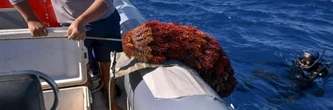 Aux îles Cook, la menace des étoiles de mer sur le corail