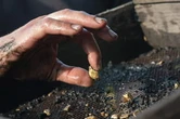 Un nouveau gisement d'or très particulier découvert en Europe, c'est "du jamais vu en exploration"