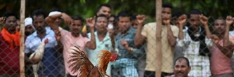 En Inde, les combats de coqs, un vieux jeu d'argent divertissant des villages isolés