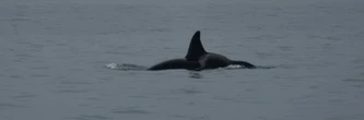 Océan: le sommet de Nice s'achève, avec un cap clair sur la haute mer