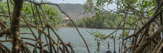 En Sierra Leone, le gagne-pain des ostréicultrices de mangroves menacé par la déforestation