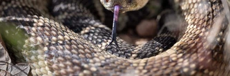 Des serpents venimeux près de chez vous ? Que dit vraiment l'alerte des autorités