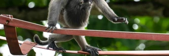 En Malaisie, passerelles aériennes et mobilisation pour un singe menacé