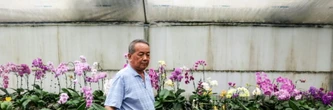 Les orchidées de Taïwan face au couperet douanier de Trump