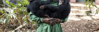 En Sierra Leone, un sanctuaire pour les chimpanzés menacé par l'alarmante déforestation