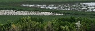 En Ukraine, l'étonnant réveil de la végétation après la destruction du barrage de Kakhovka