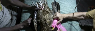 Au Kenya, l'opiniâtre travail de sauvegarde des rapaces, menacés d'extinction