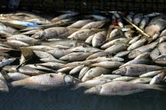 Irak: des pisciculteurs privés de revenus après la mort de tonnes de poissons